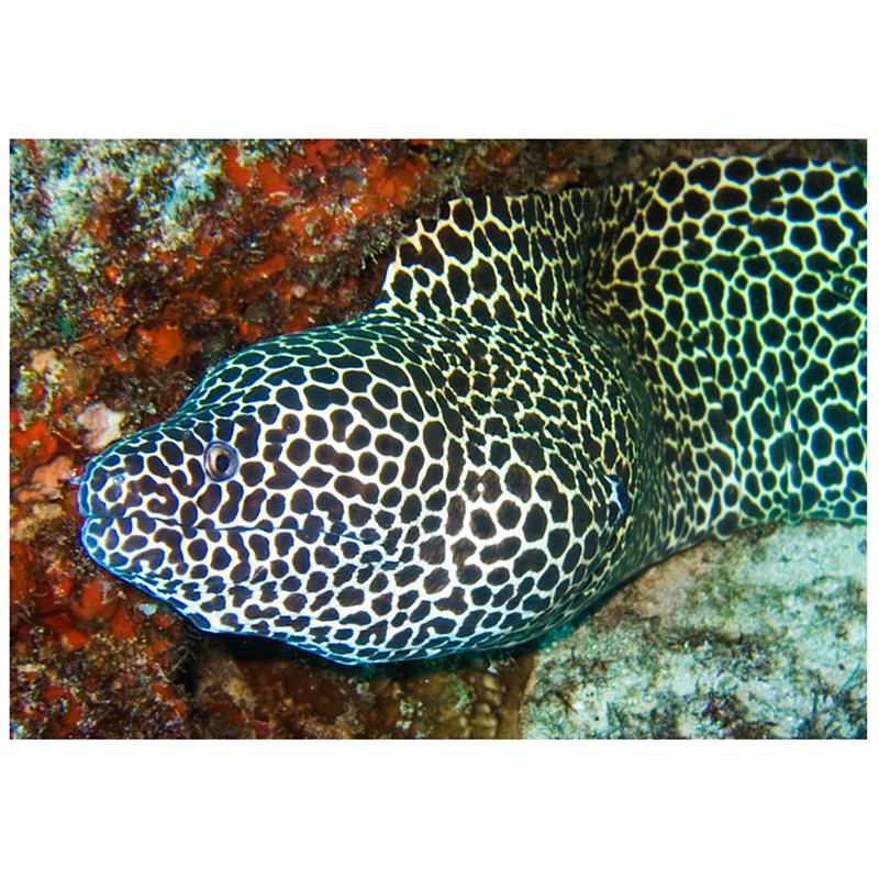 Anghila Tesselata (Gymnothorax favagineus) - imagine 4